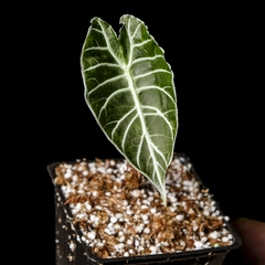 Alocasia watsoniana