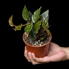 Begonia sp. "Roja" - comprar online
