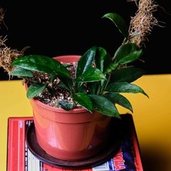Hoya Carnosa Verde en internet