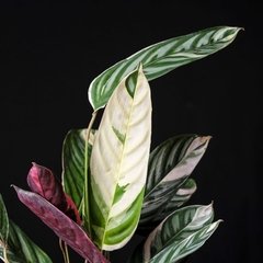 Ctenanthe oppenheimiana 'tricolor' - comprar online
