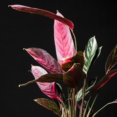 Ctenanthe oppenheimiana 'tricolor' en internet