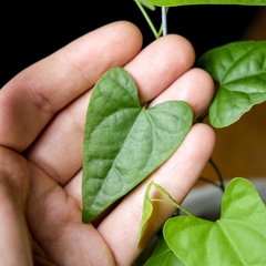 Aristolochia triangularis