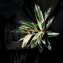 Stromanthe Triostar Grande - comprar online