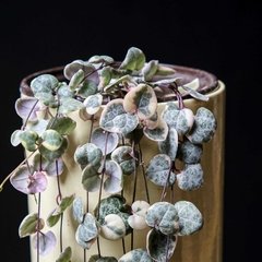 Ceropegia Woodii Variegata