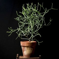JUMBO Euphorbia tirucalli