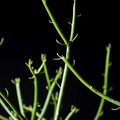 JUMBO Euphorbia tirucalli - comprar online