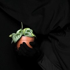 Peperomia argyreia 'Watermelon' en internet