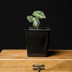 Begonia listada - Chica - comprar online