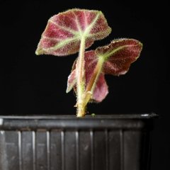 Begonia listada - Chica en internet
