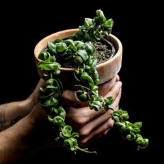 Hoya carnosa compacta grande - comprar online