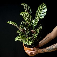 Calathea Goeppertia Makoyana XXL