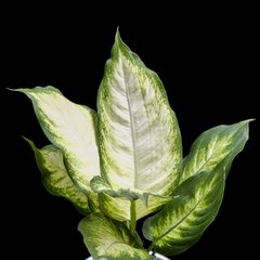 Dieffenbachia sp. - Tipo B - comprar online