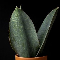 Jumbo Dracaena masoniana - comprar online