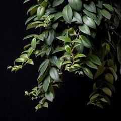 Aeschynanthus pulcher - comprar online
