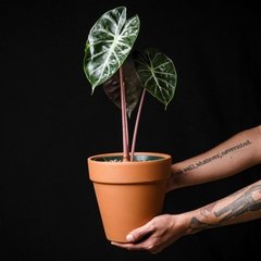 Alocasia 'Pink Dragon' - Plantas Kolog