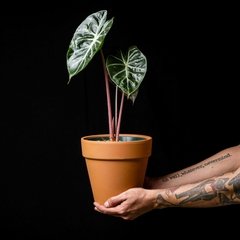 Alocasia 'Pink Dragon'