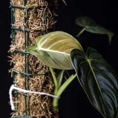 Philodendron melanochrysum - Tutor madera en internet