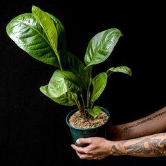 Anthurium oxycarpum