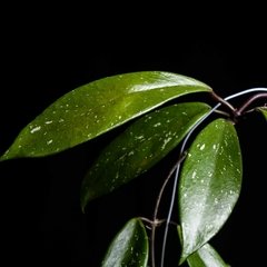 Hoya pubicalyx 'Pink Silver' con tutor - Grande - comprar online