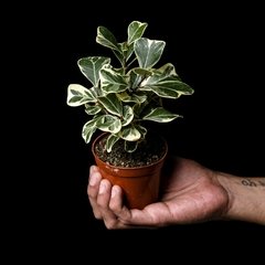 Ficus triangularis variegata en internet