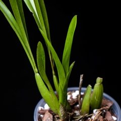 Miltonia flavescens - Orquídea en maceta - comprar online