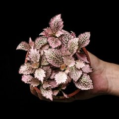 Fittonia cf. 'Mosaic Pink Tiger'