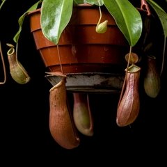 Nepenthes mirabilis - comprar online