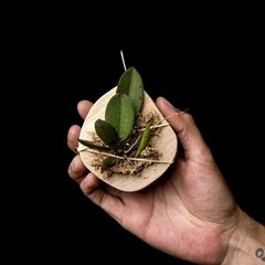 Micro Orquídea - Trichocentrum pumilum