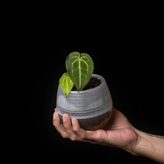 Anthurium crystallinum Semi-Hydro