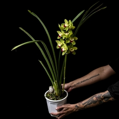 Orquídea Cymbidium - Flor verdosa - comprar online