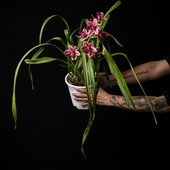 Orquídea Cymbidium - Flor Rojiza