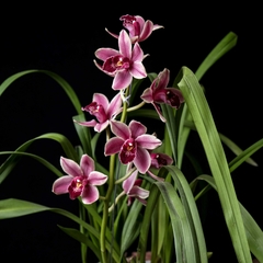 Orquídea Cymbidium - Flor Rojiza - comprar online
