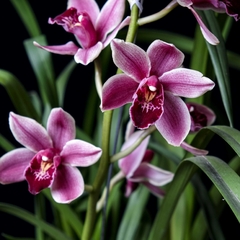 Orquídea Cymbidium - Flor Rojiza en internet