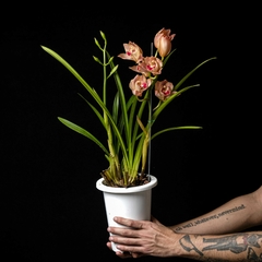 Orquídea Cymbidium - Flor rosada - comprar online