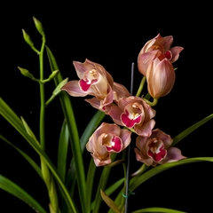 Orquídea Cymbidium - Flor rosada