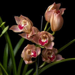 Orquídea Cymbidium - Flor rosada en internet