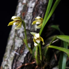 Maxillaria picta