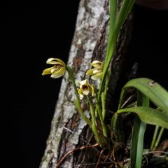 Imagen de Maxillaria picta