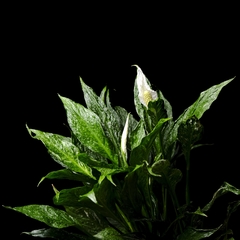Spathiphyllum sp. variegatum - Ejemplar 2 - comprar online