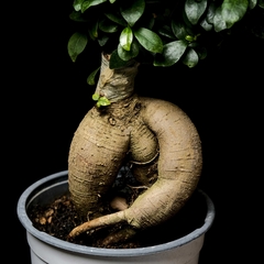 Ficus 'Ginseng' - Grande - comprar online