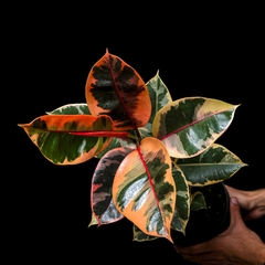 Ficus elastica 'Ruby' - Grande - comprar online