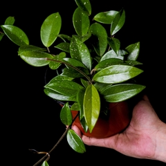 Hoya carnosa verde - Grande en internet