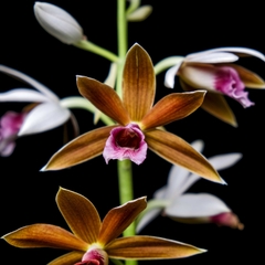 Phaius tankervilleae