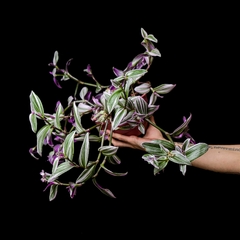 Tradescantia Fluminensis Lilac