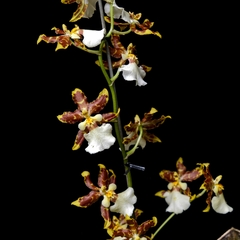 Oncidium sphacelatum XXL en internet