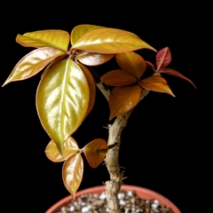 Pereskia aculeata var. godseffiana en internet