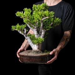 Bonsai Crassula ovata 'Gollum' - Gigante