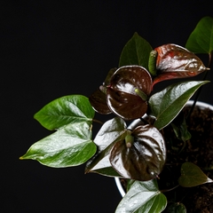 Anthurium andreanum "Petit" - Chocolate en internet