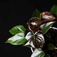 Anthurium andreanum "Petit" - Chocolate en internet