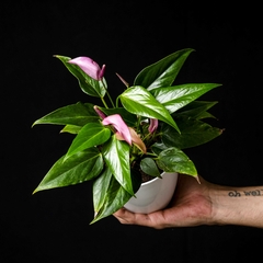 Anthurium andreanum "Petit" - Rosa